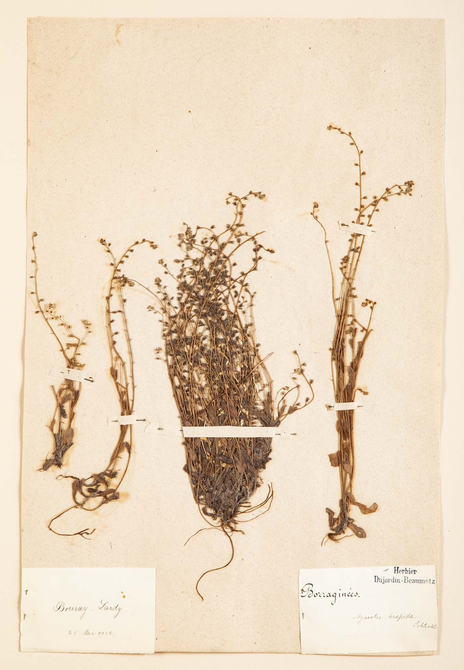 "A Collection of Dried British Grass Specimens" by W. Curtis & W. Salisbury