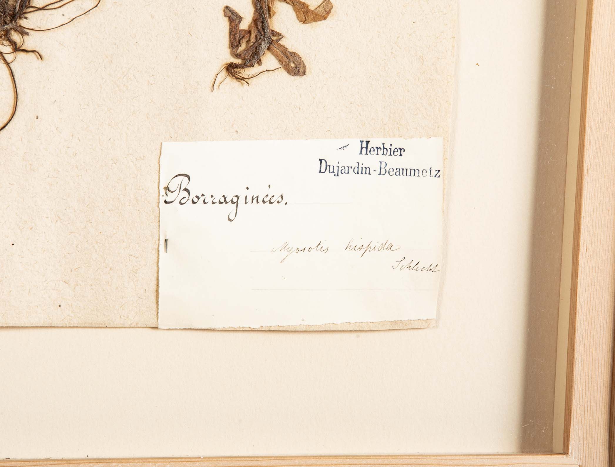 "A Collection of Dried British Grass Specimens" by W. Curtis & W. Salisbury
