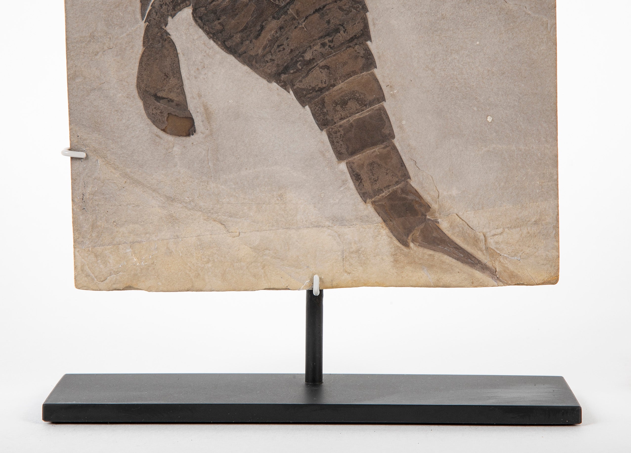 "Sea Scorpion" Eurypterus Remipes Fossil In Slate Matrix