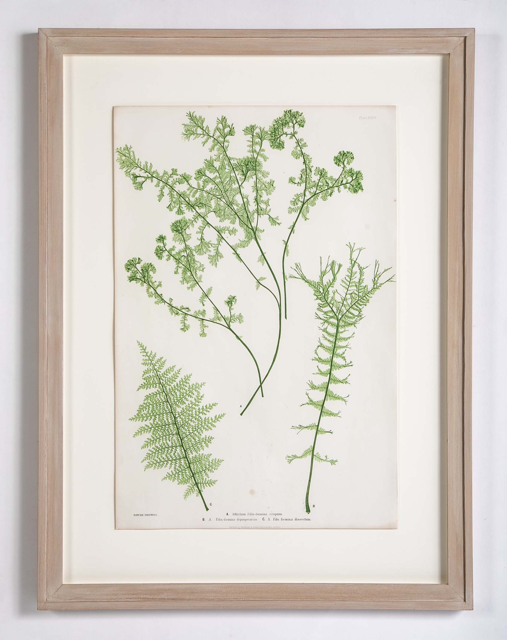 Thomas Moore Print from "The Ferns of Great Britain and Ireland" in Custom Cedar Frame