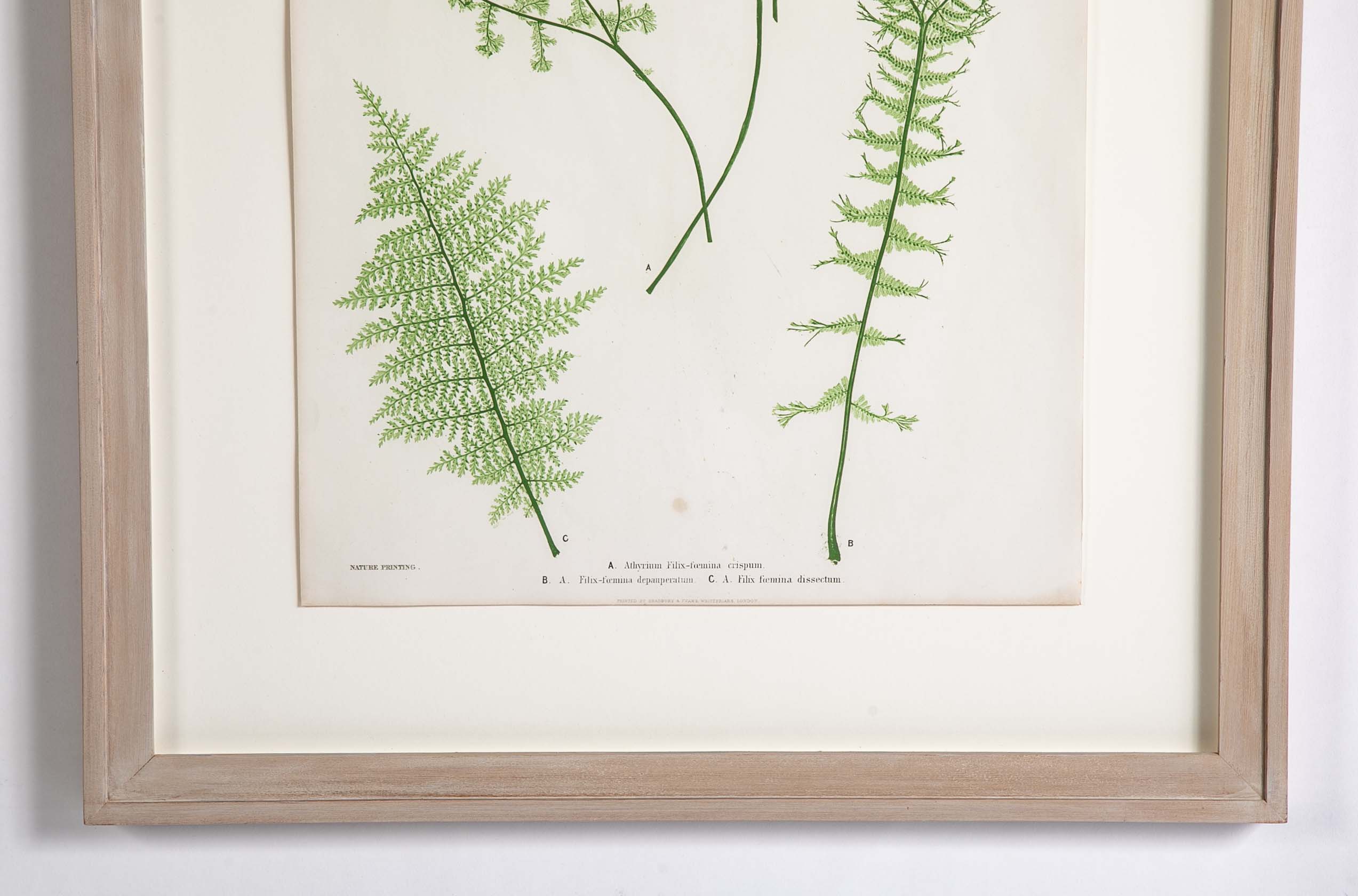Thomas Moore Print from "The Ferns of Great Britain and Ireland" in Custom Cedar Frame
