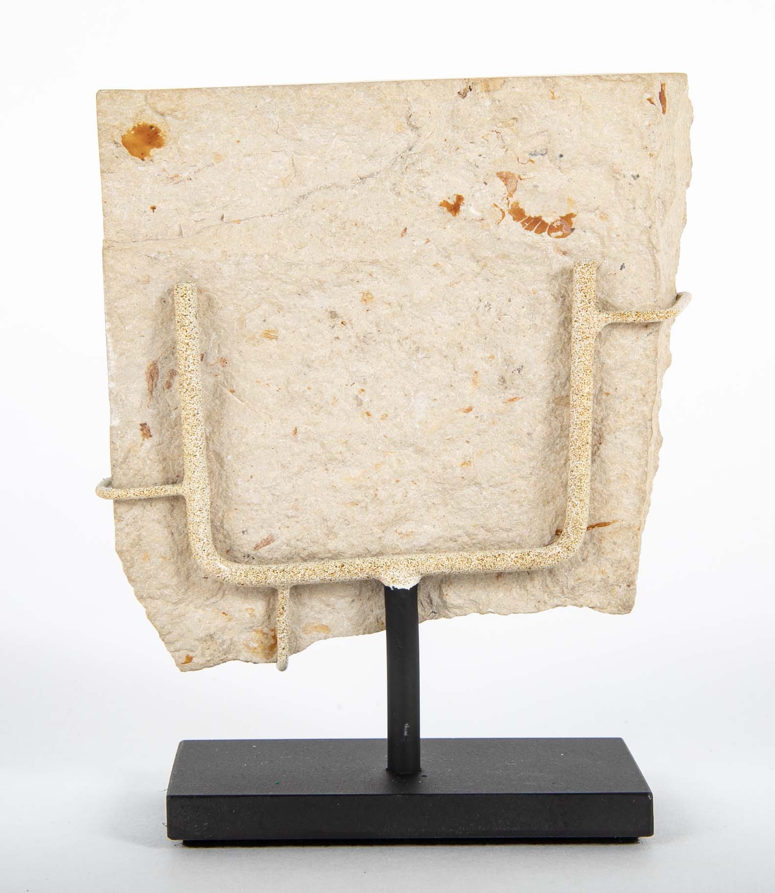 Carpopenaeus Fossil Shrimp from the Sannine Formation in Hjoula, Lebanon