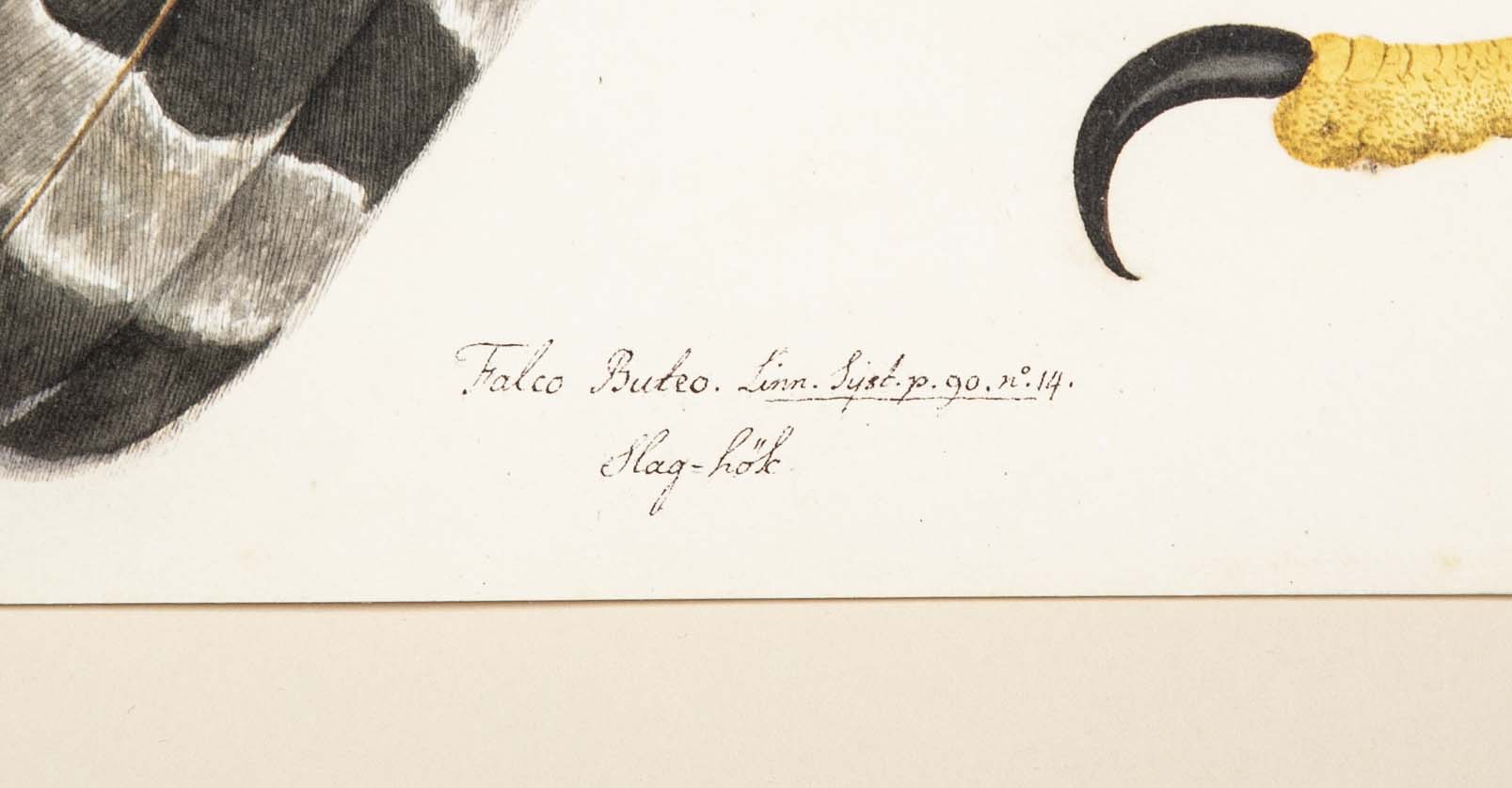 Offset Lithograph of "Goshawk, Juvenile Female Northern Type" from the "The Great Bird Book" by Olof Rudbeck The Younger