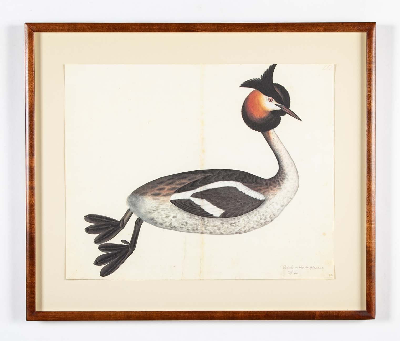 Offset Lithograph of "Great Crested Grebe" from the "The Great Bird Book" by Olof Rudbeck The Younger