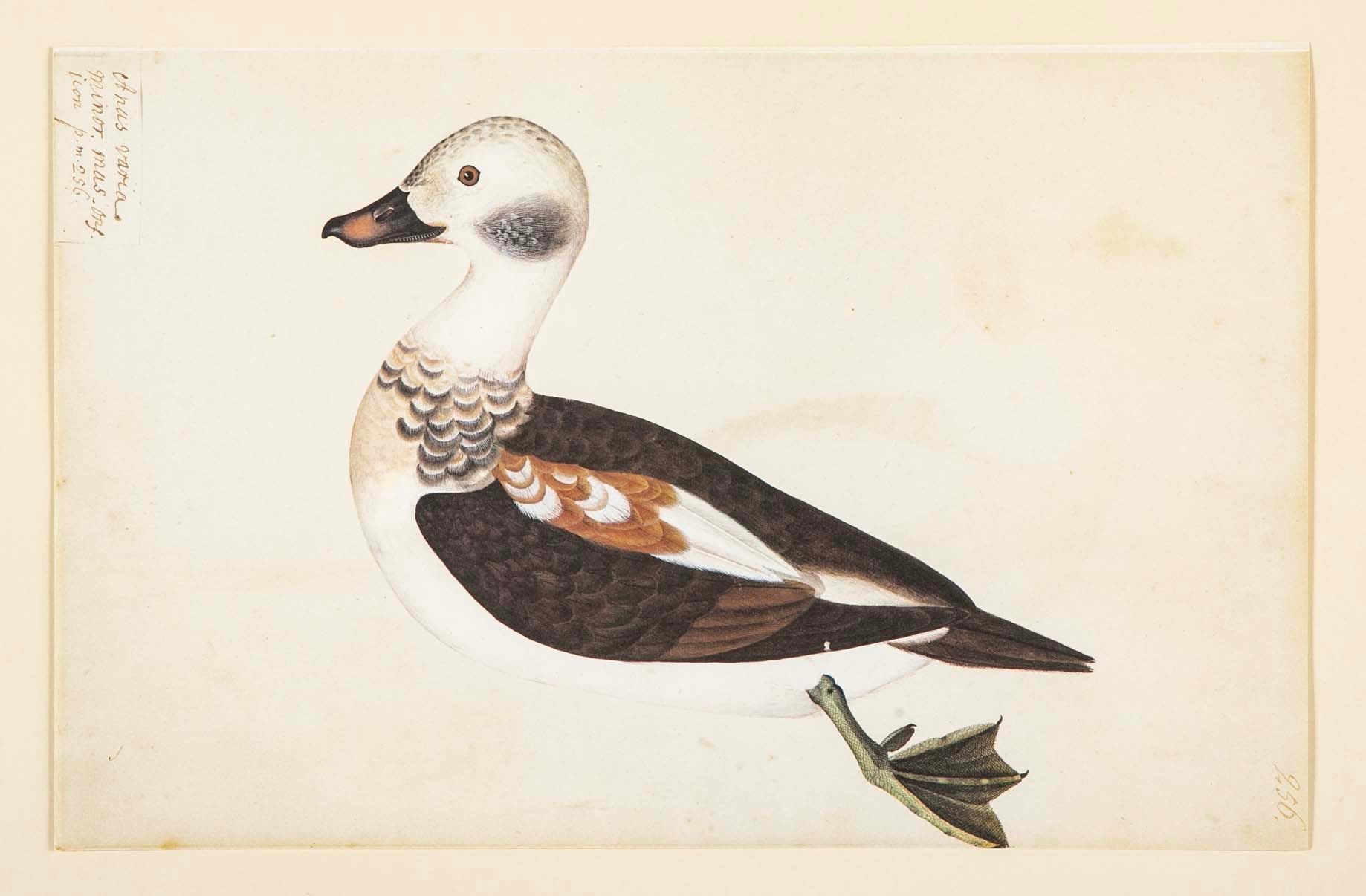 Offset Lithograph of "Anas Varia Minor, Male" from the "The Great Bird Book" by Olof Rudbeck The Younger