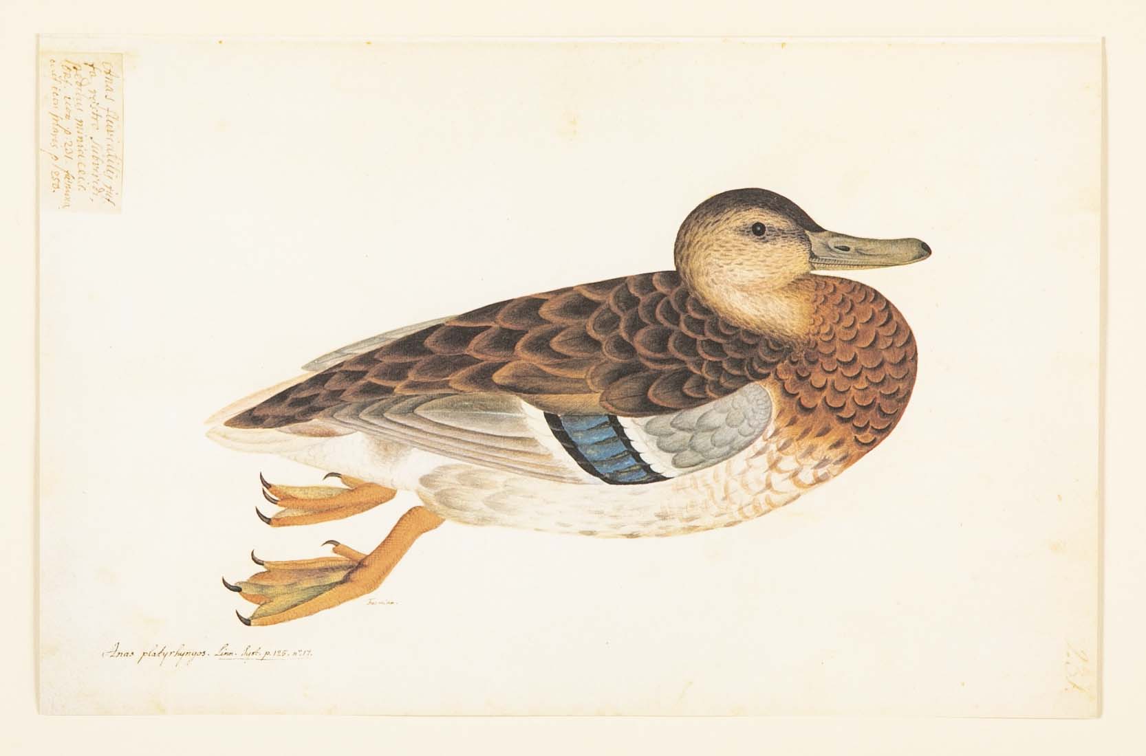 Offset Lithograph of "Anas Platyrhynchos Female" from the "The Great Bird Book" by Olof Rudbeck The Younger