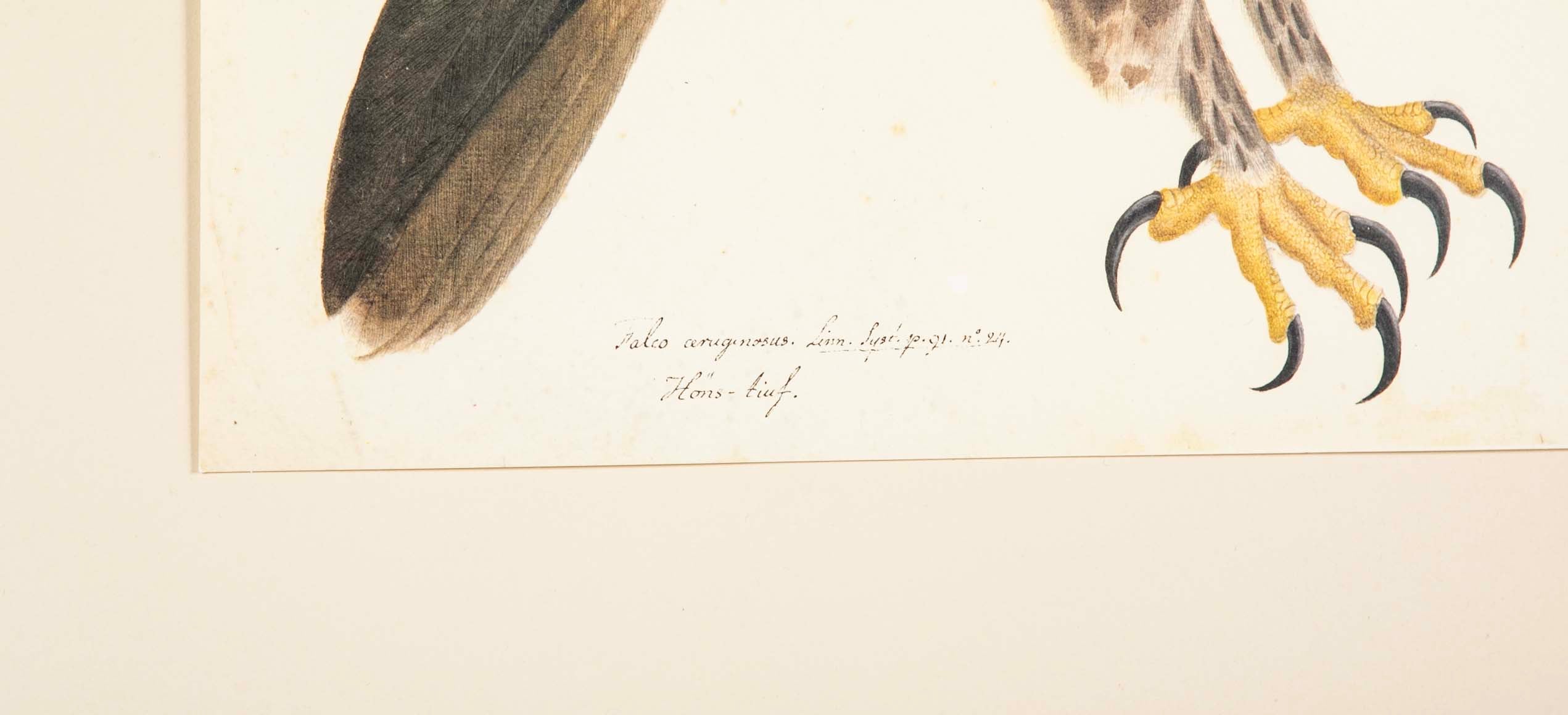 Offset Lithograph of "Rough-Legged Buzzard" from the "The Great Bird Book" by Olof Rudbeck The Younger