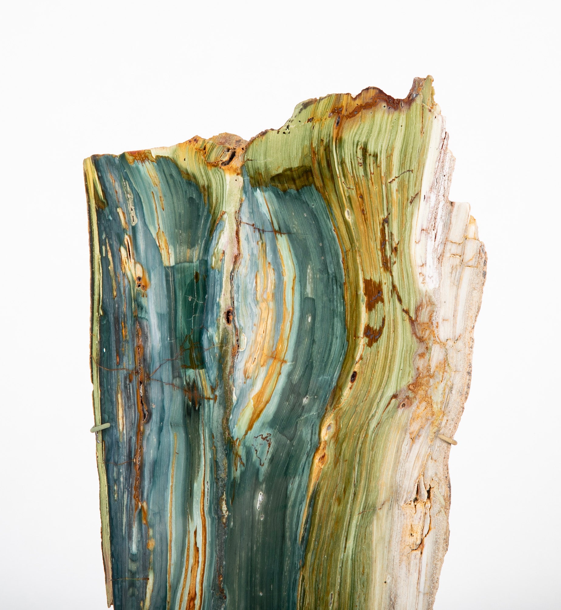 A Jasper Slab Fossil now on Custom Stand