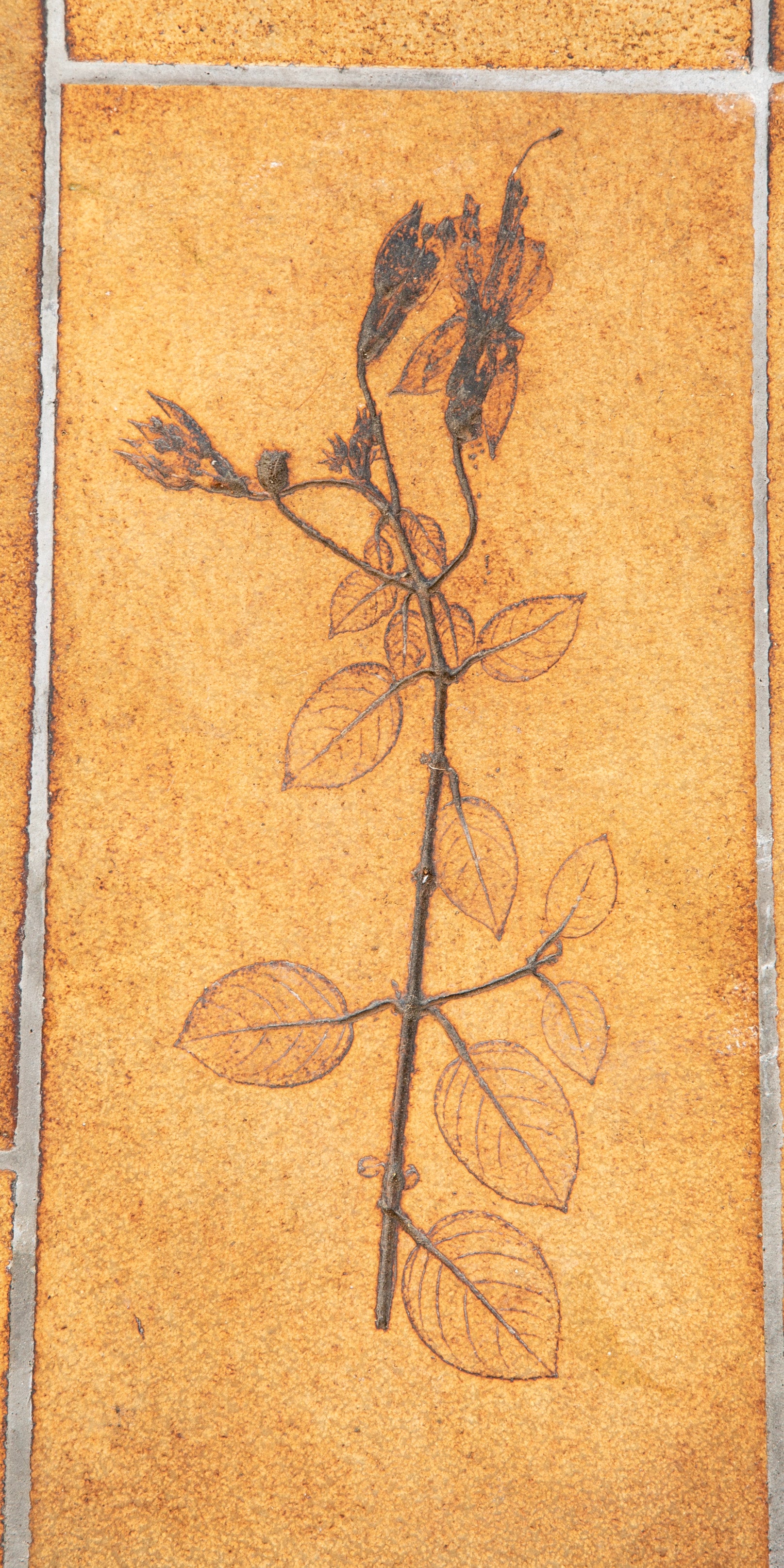 A Roger Capron Coffee Table in Stained Wood with Ceramic Tile