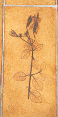 A Roger Capron Coffee Table in Stained Wood with Ceramic Tile