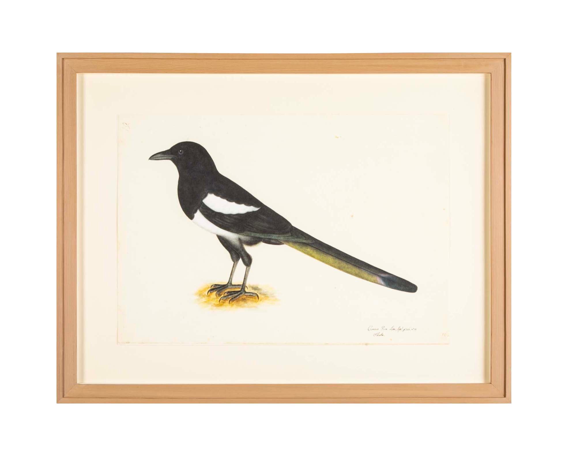 Offset Lithograph of "Magpie, PL 16" from the "The Great Bird Book" by Olof Rudbeck The Younger