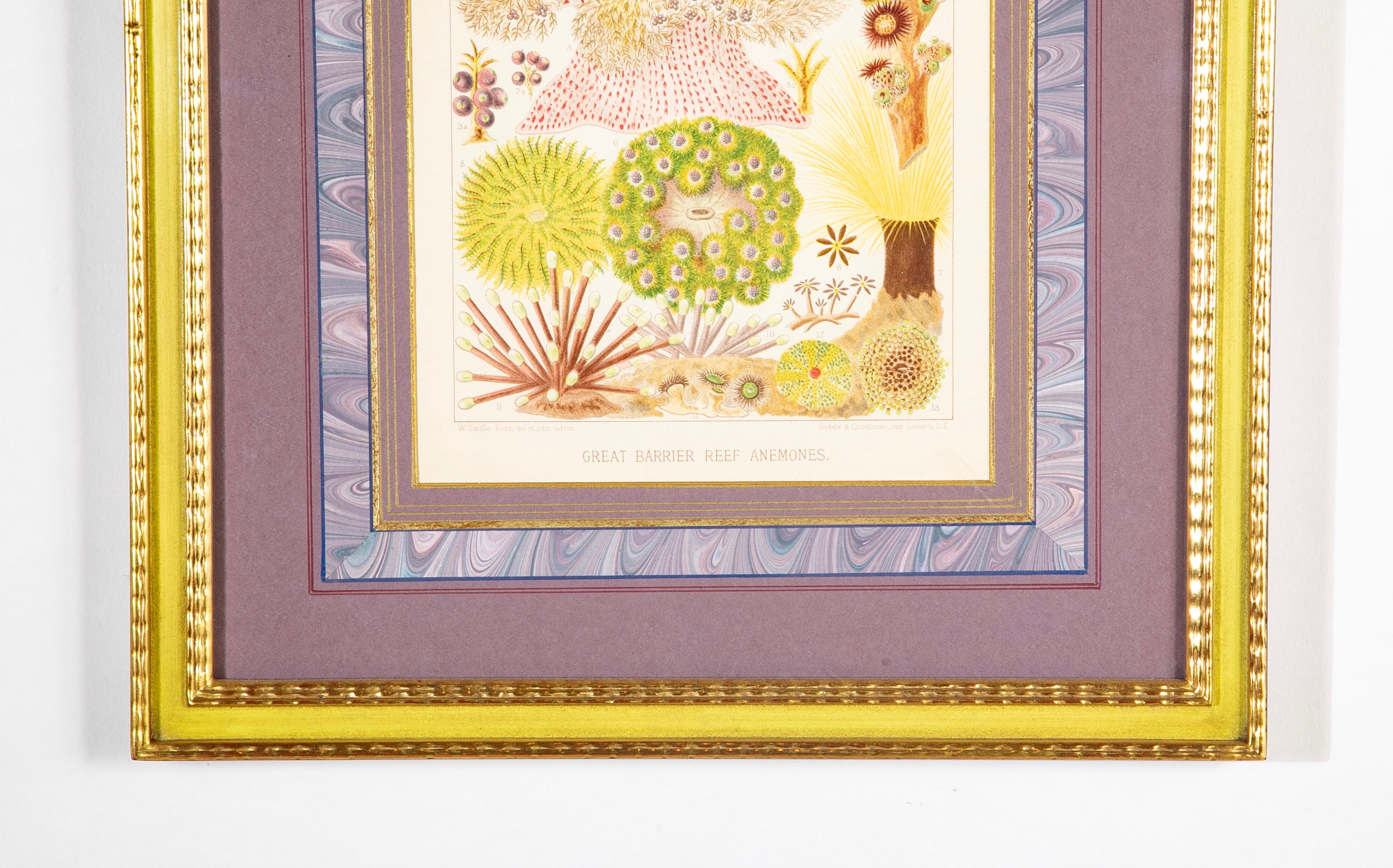 Set of 5 Chromolithographs of The Great Barrier Reef by W. Saville-Kent