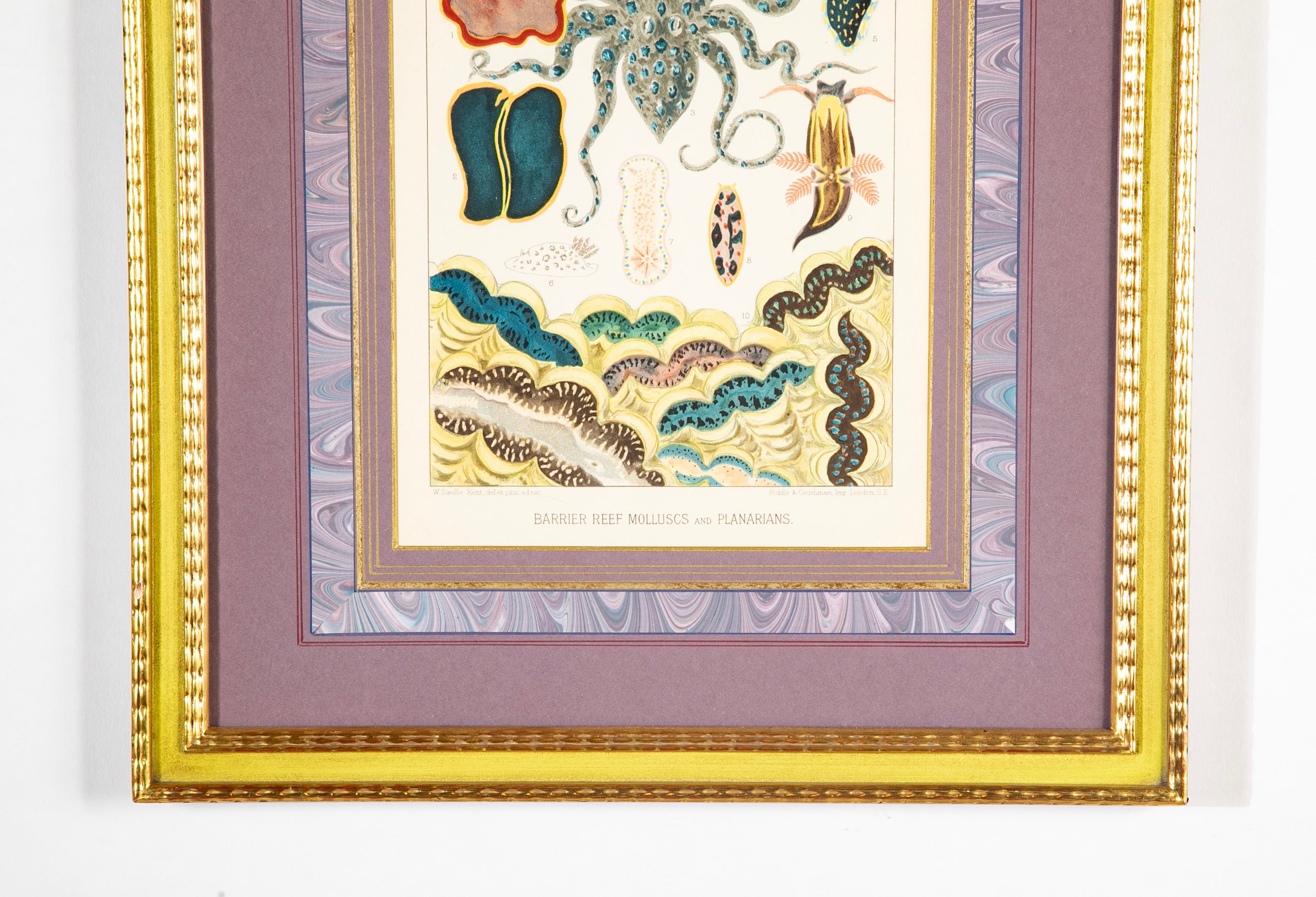 Set of 5 Chromolithographs of The Great Barrier Reef by W. Saville-Kent