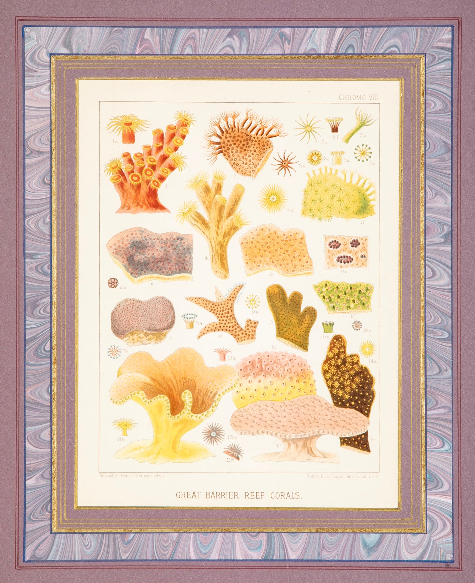 Set of 5 Chromolithographs of The Great Barrier Reef by W. Saville-Kent