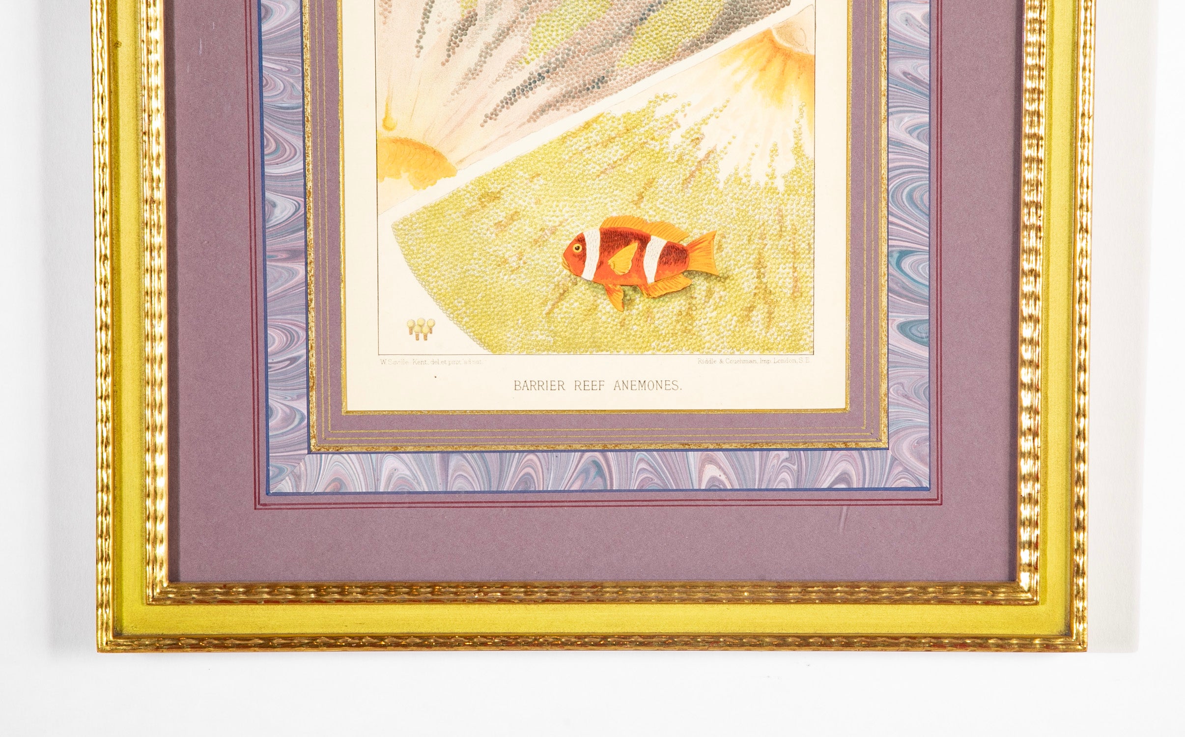 Set of 5 Chromolithographs of The Great Barrier Reef by W. Saville-Kent