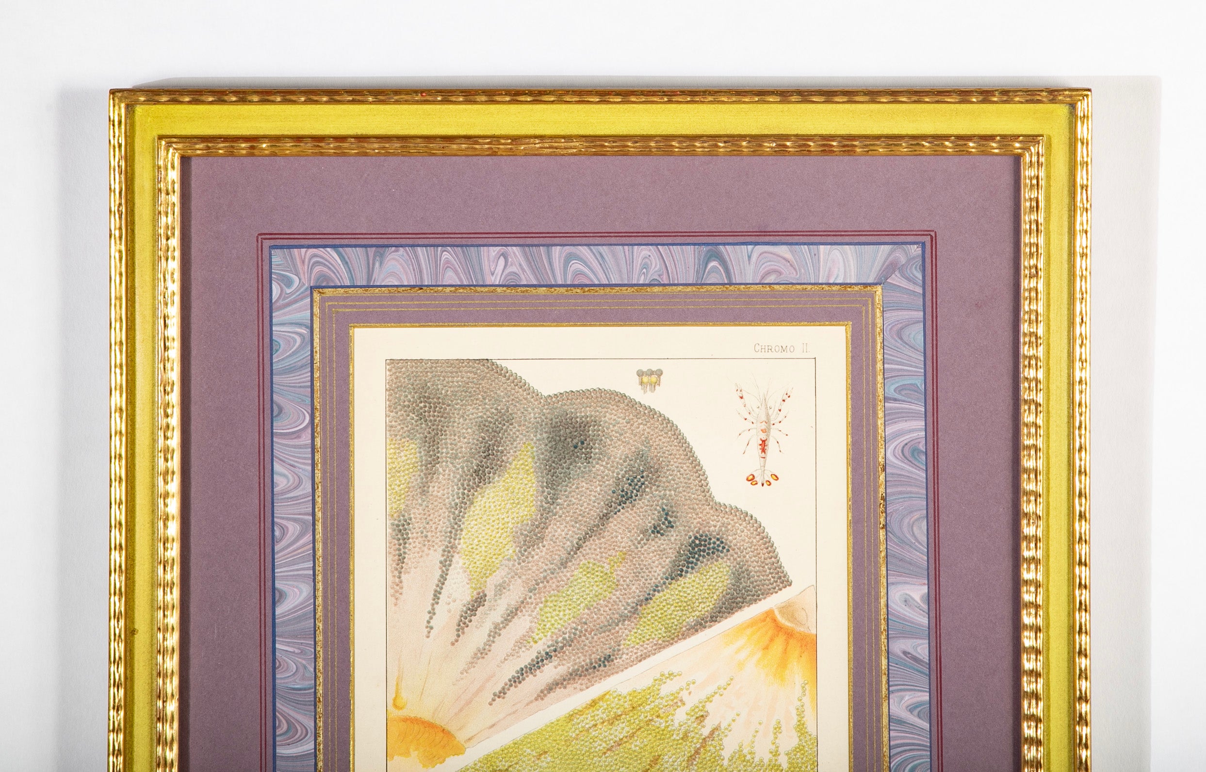 Set of 5 Chromolithographs of The Great Barrier Reef by W. Saville-Kent