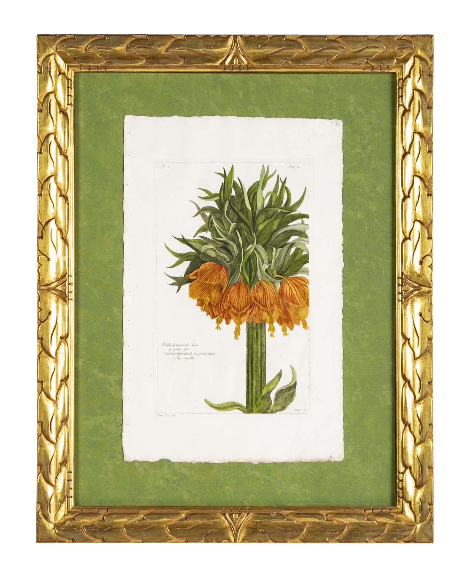 Pierre Joseph Buchoz Original Hand Colored Engraving of Fritillaria Imperialis