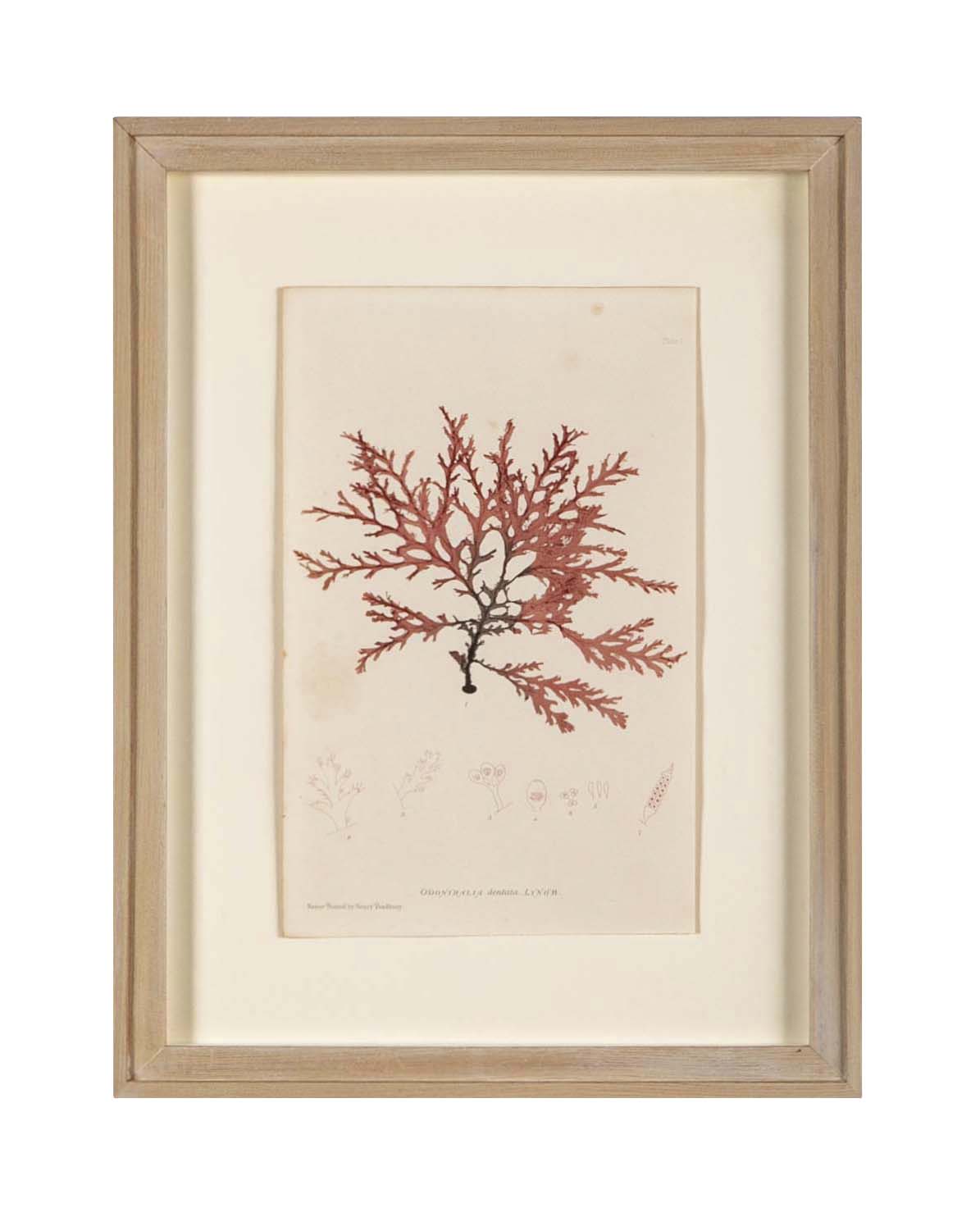 "Nature" 8 Prints of Sea Flora by Henry Bradbury - Priced Individually
