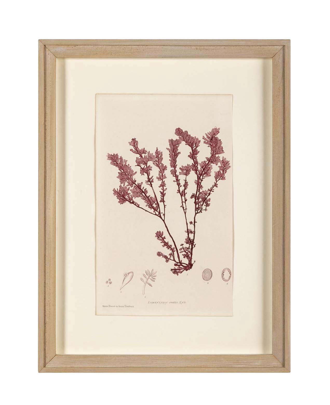 "Nature" 8 Prints of Sea Flora by Henry Bradbury - Priced Individually