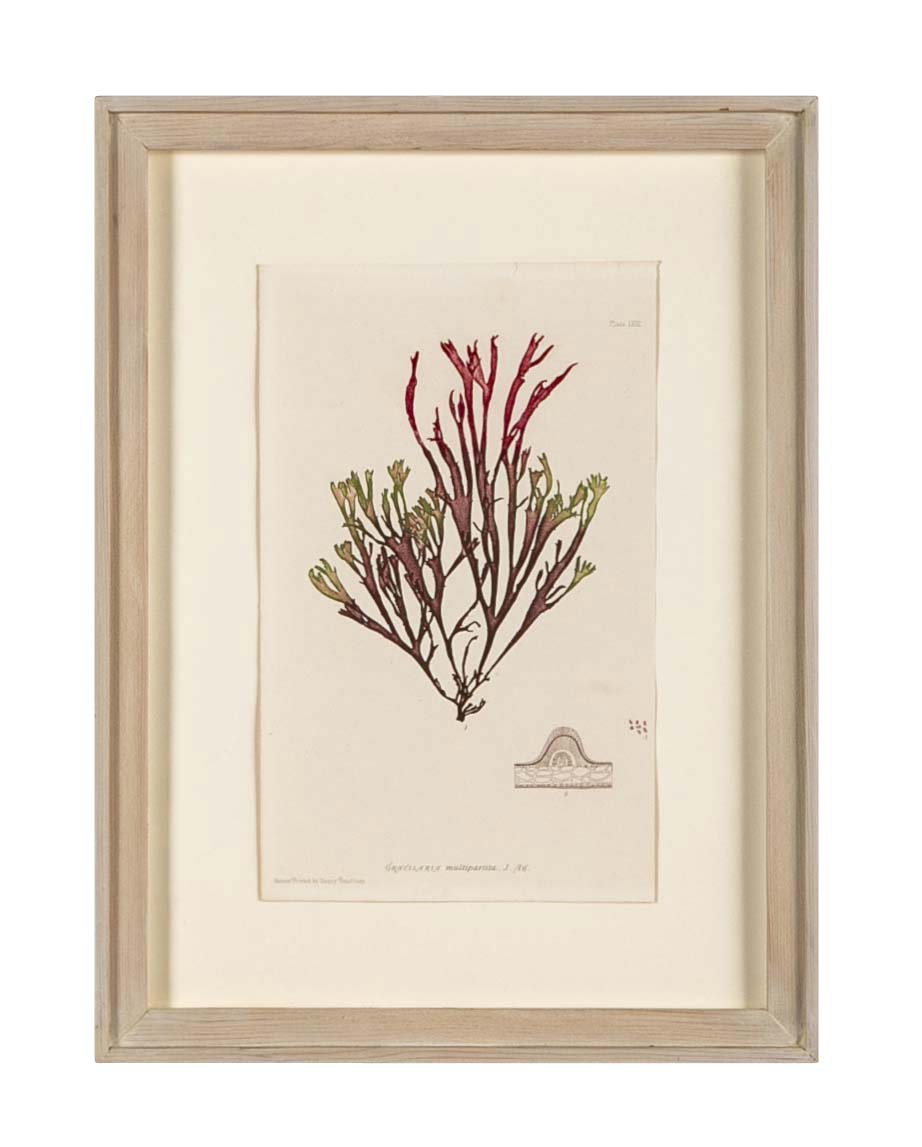 "Nature" 8 Prints of Sea Flora by Henry Bradbury - Priced Individually
