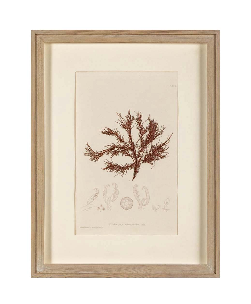 "Nature" 8 Prints of Sea Flora by Henry Bradbury - Priced Individually