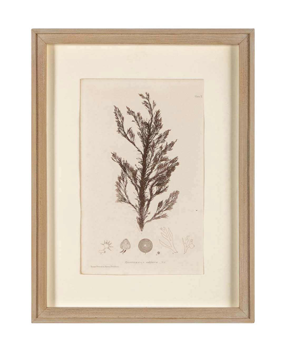 "Nature" 8 Prints of Sea Flora by Henry Bradbury - Priced Individually