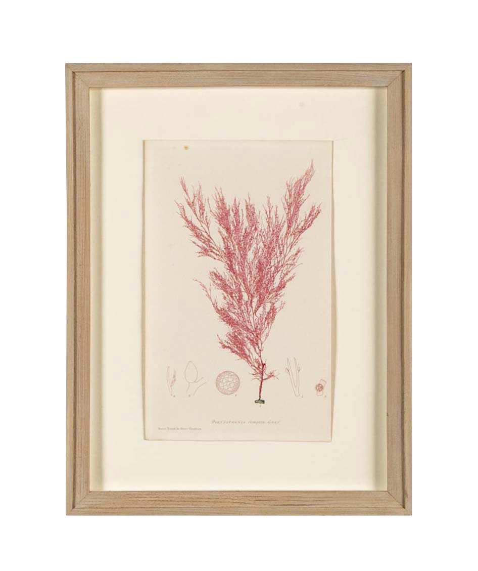 "Nature" 8 Prints of Sea Flora by Henry Bradbury - Priced Individually