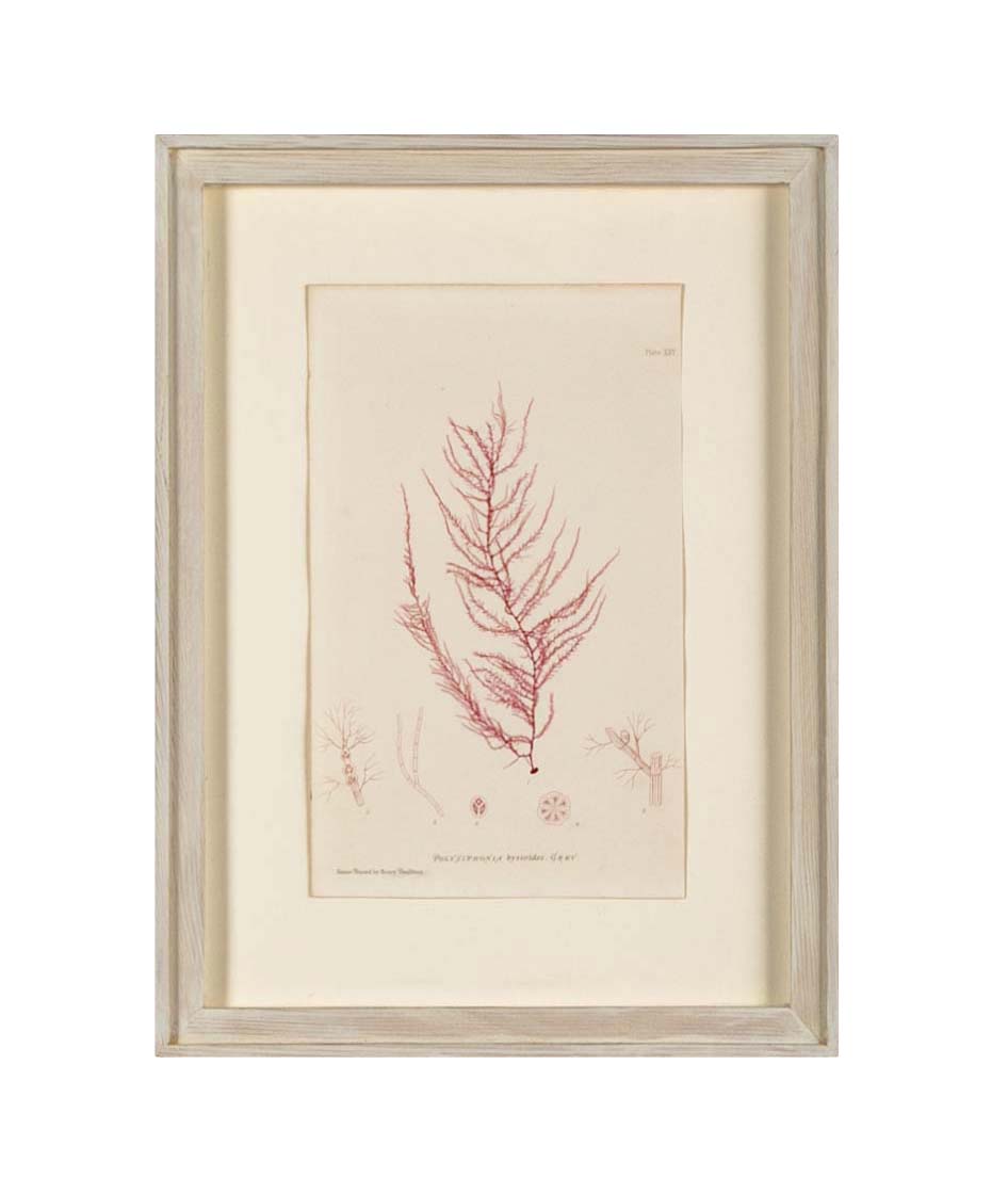 "Nature" 8 Prints of Sea Flora by Henry Bradbury - Priced Individually