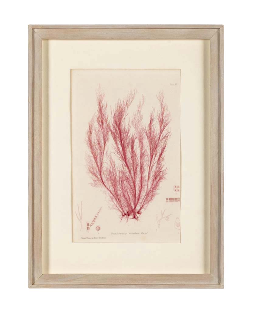 "Nature" 8 Prints of Sea Flora by Henry Bradbury - Priced Individually