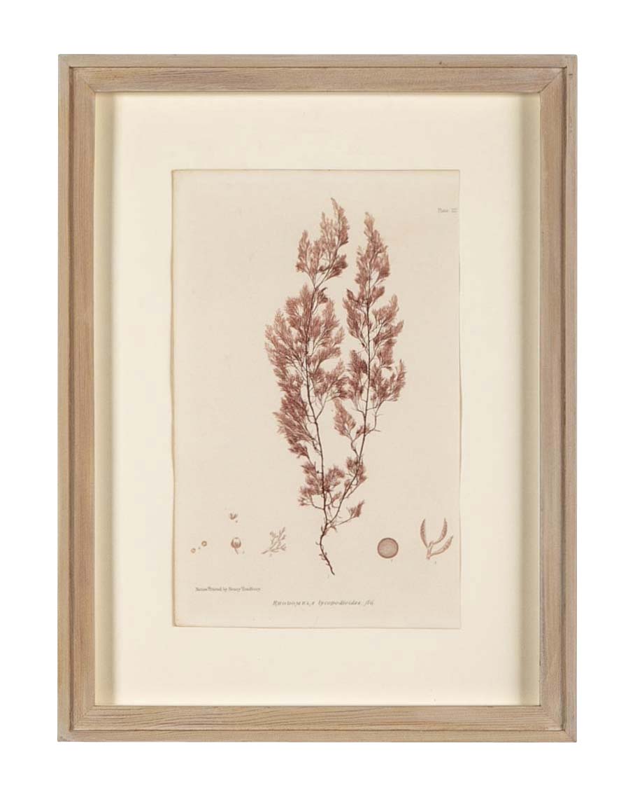 "Nature" 8 Prints of Sea Flora by Henry Bradbury - Priced Individually