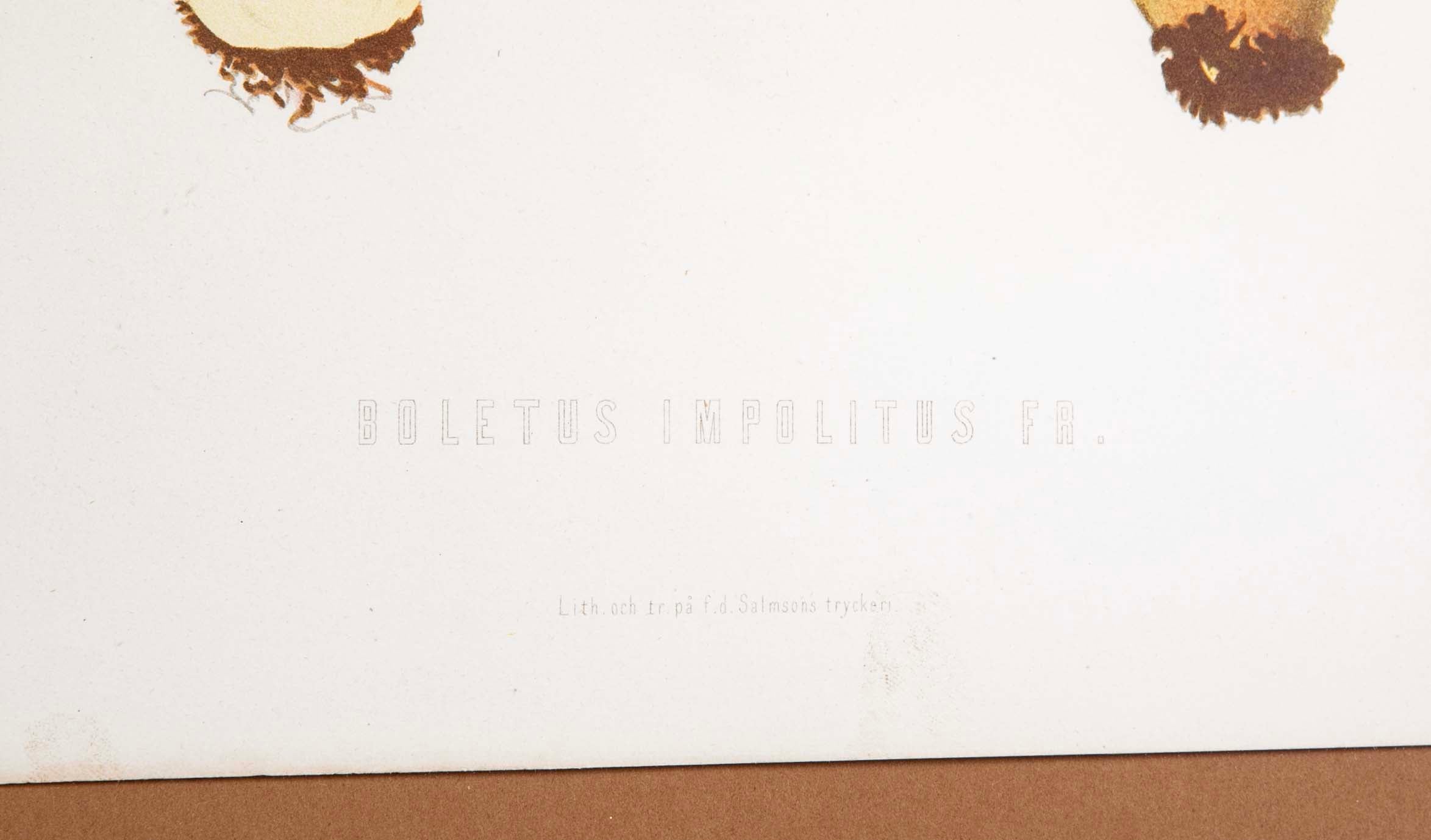 10 Chromolithograph Plates of Fungi by Swedish Botanist Elias Magnus Fries - Priced Individually at $950 EACH