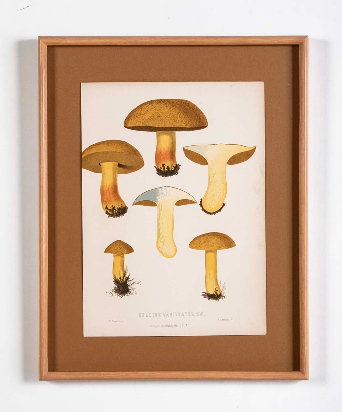 10 Chromolithograph Plates of Fungi by Swedish Botanist Elias Magnus Fries - Priced Individually at $950 EACH