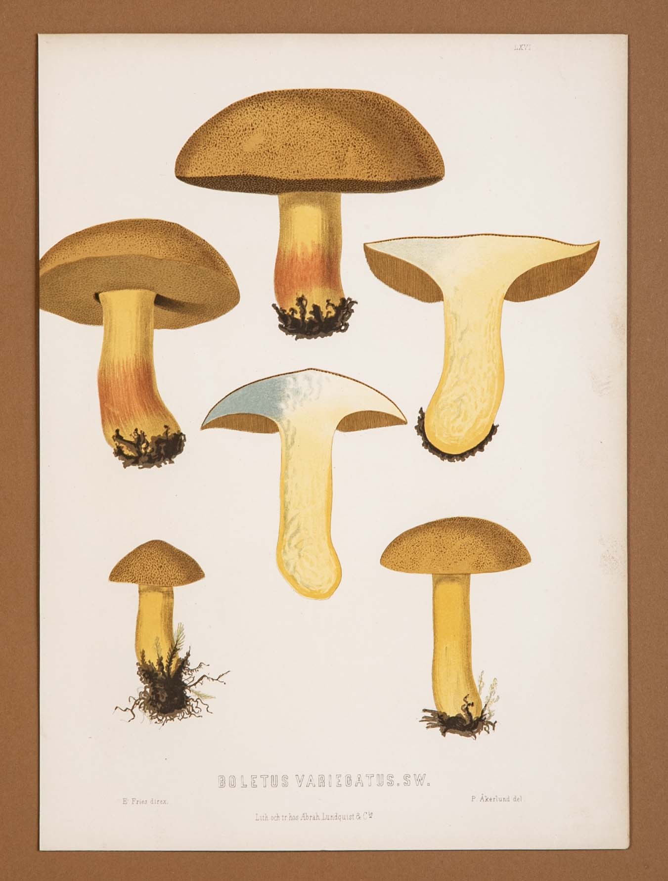 10 Chromolithograph Plates of Fungi by Swedish Botanist Elias Magnus Fries - Priced Individually at $950 EACH