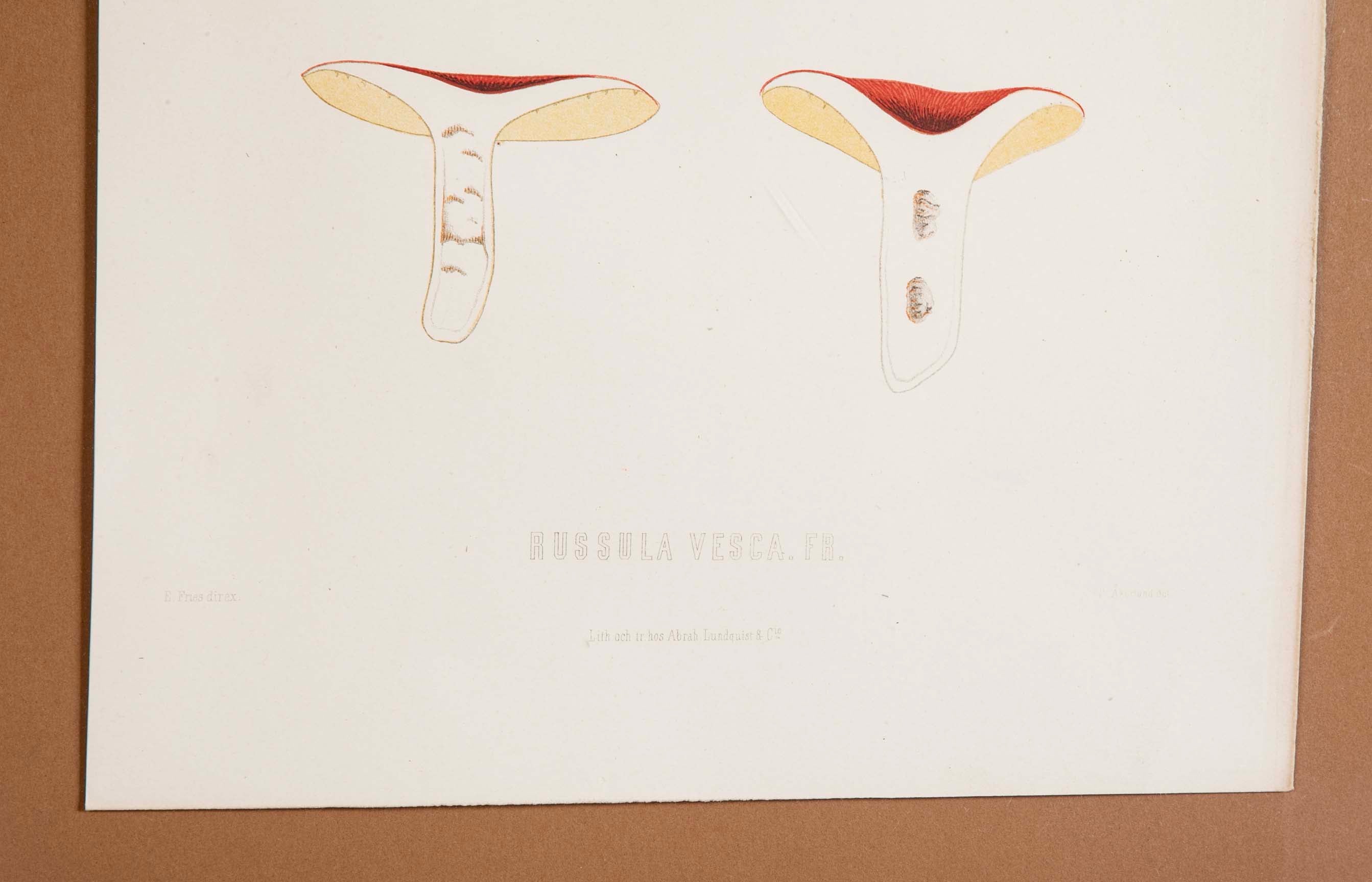 10 Chromolithograph Plates of Fungi by Swedish Botanist Elias Magnus Fries - Priced Individually at $950 EACH