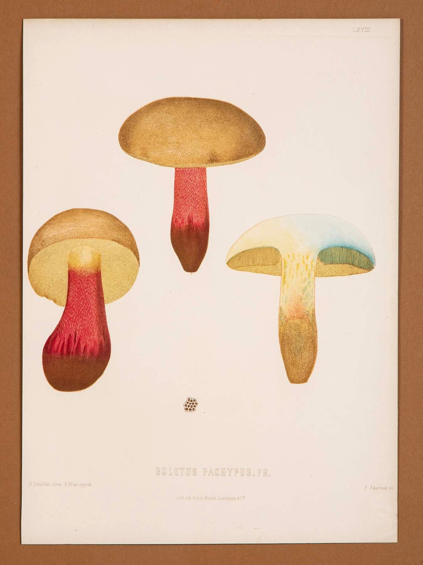 10 Chromolithograph Plates of Fungi by Swedish Botanist Elias Magnus Fries - Priced Individually at $950 EACH