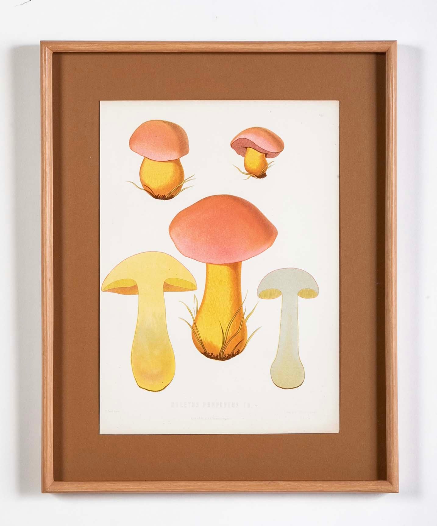10 Chromolithograph Plates of Fungi by Swedish Botanist Elias Magnus Fries - Priced Individually at $950 EACH