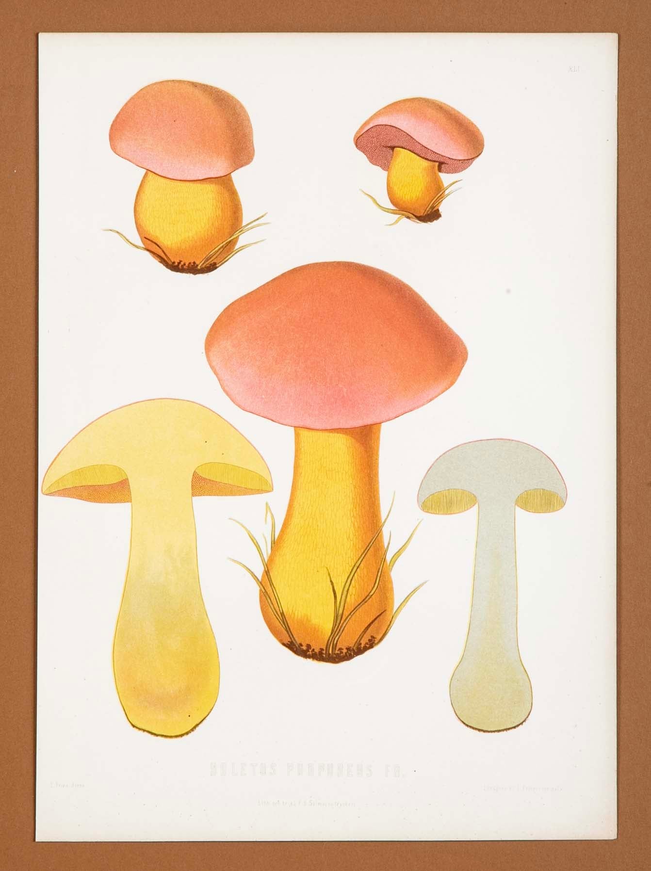 10 Chromolithograph Plates of Fungi by Swedish Botanist Elias Magnus Fries - Priced Individually at $950 EACH