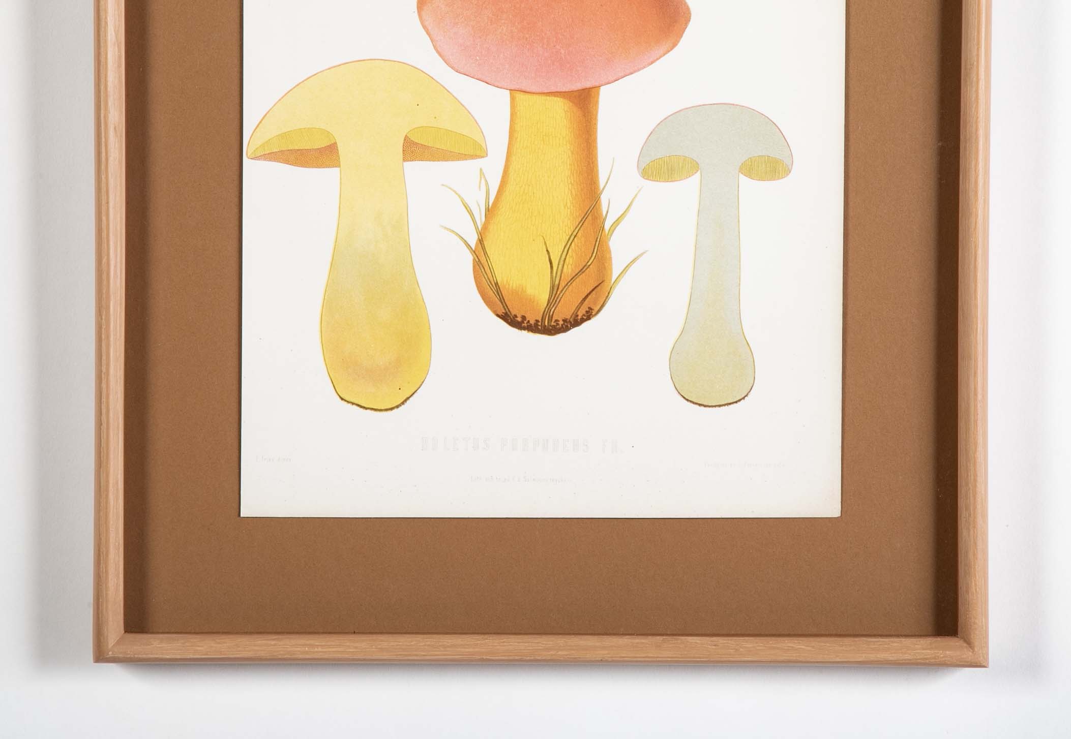 10 Chromolithograph Plates of Fungi by Swedish Botanist Elias Magnus Fries - Priced Individually at $950 EACH