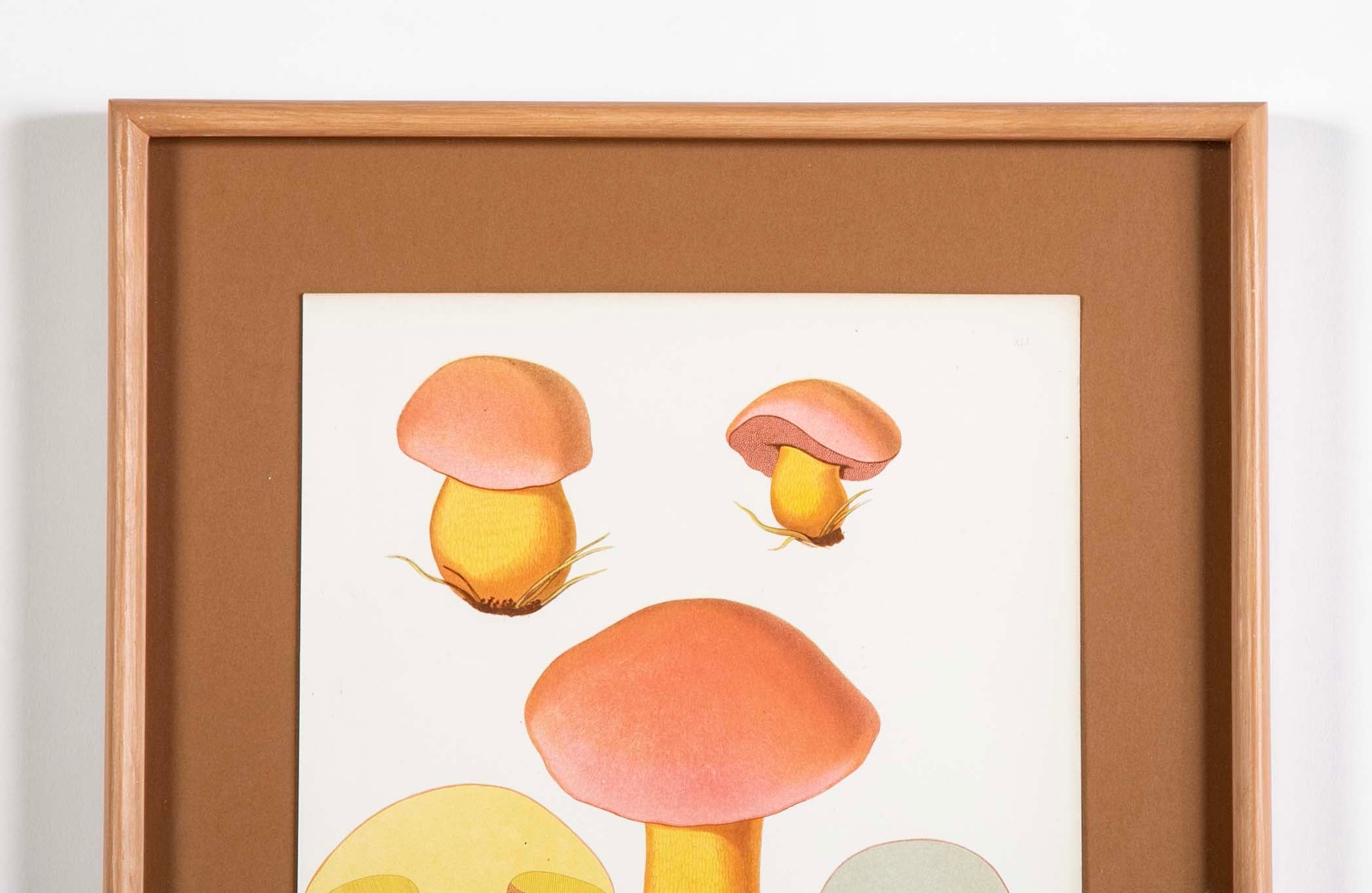 10 Chromolithograph Plates of Fungi by Swedish Botanist Elias Magnus Fries - Priced Individually at $950 EACH