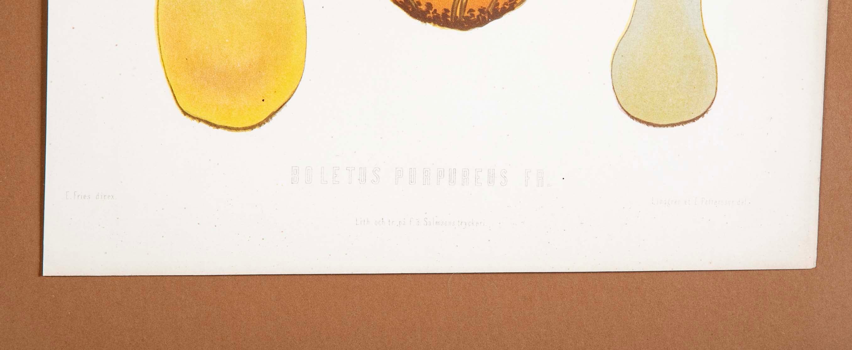 10 Chromolithograph Plates of Fungi by Swedish Botanist Elias Magnus Fries - Priced Individually at $950 EACH