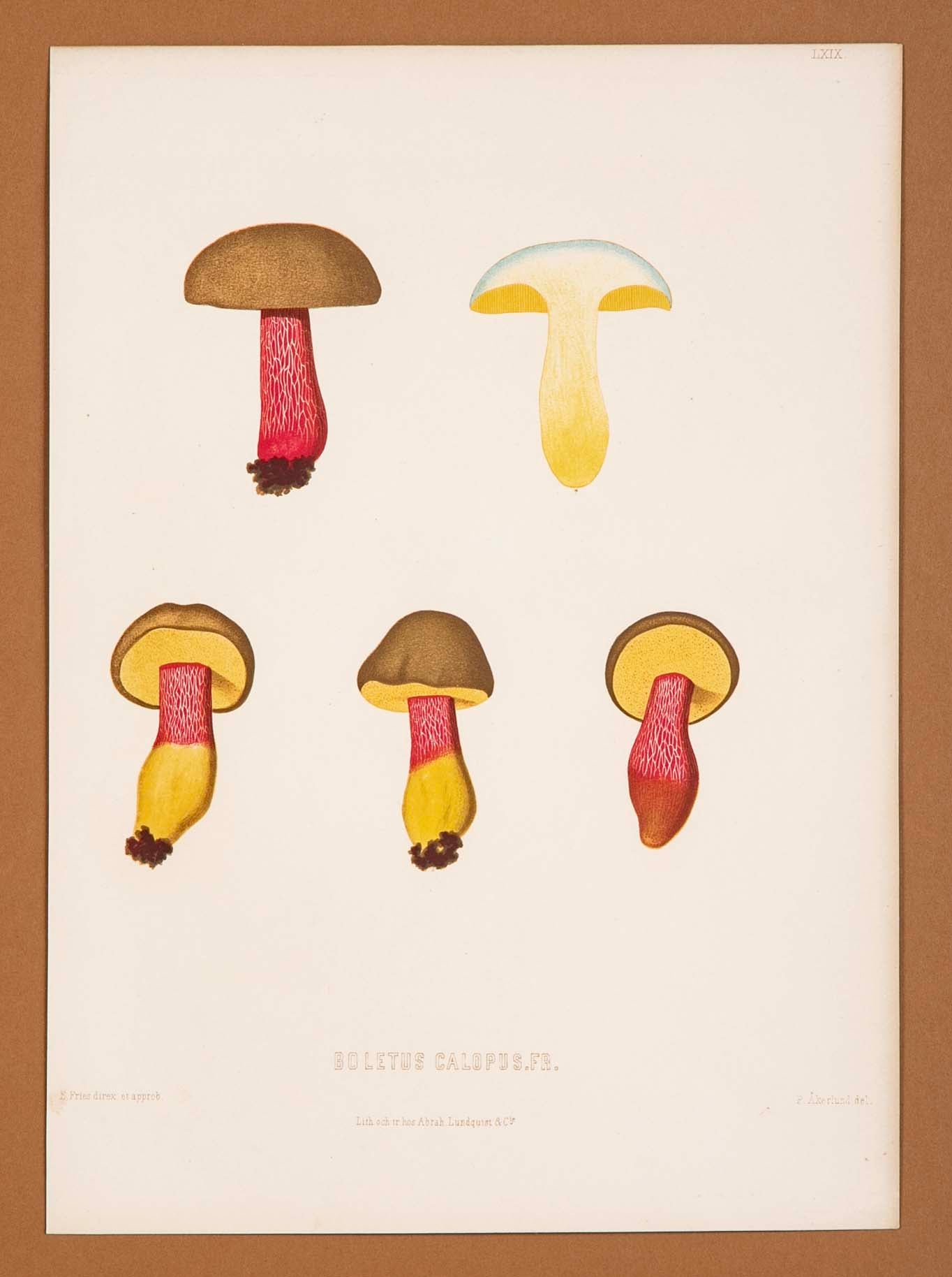 10 Chromolithograph Plates of Fungi by Swedish Botanist Elias Magnus Fries - Priced Individually at $950 EACH