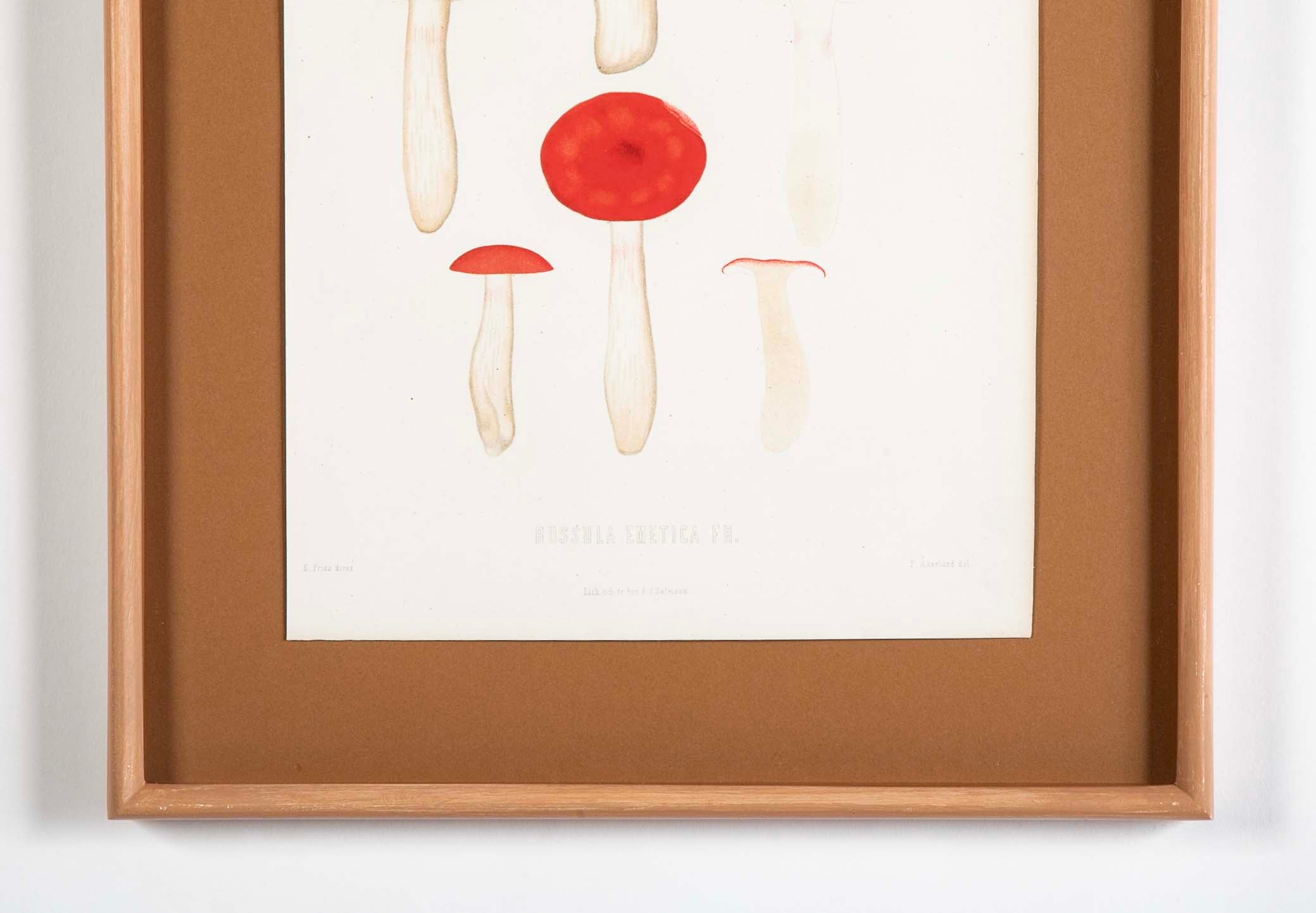 10 Chromolithograph Plates of Fungi by Swedish Botanist Elias Magnus Fries - Priced Individually at $950 EACH