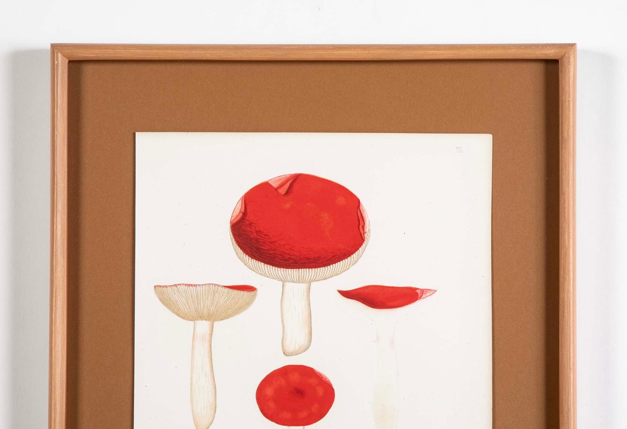 10 Chromolithograph Plates of Fungi by Swedish Botanist Elias Magnus Fries - Priced Individually at $950 EACH