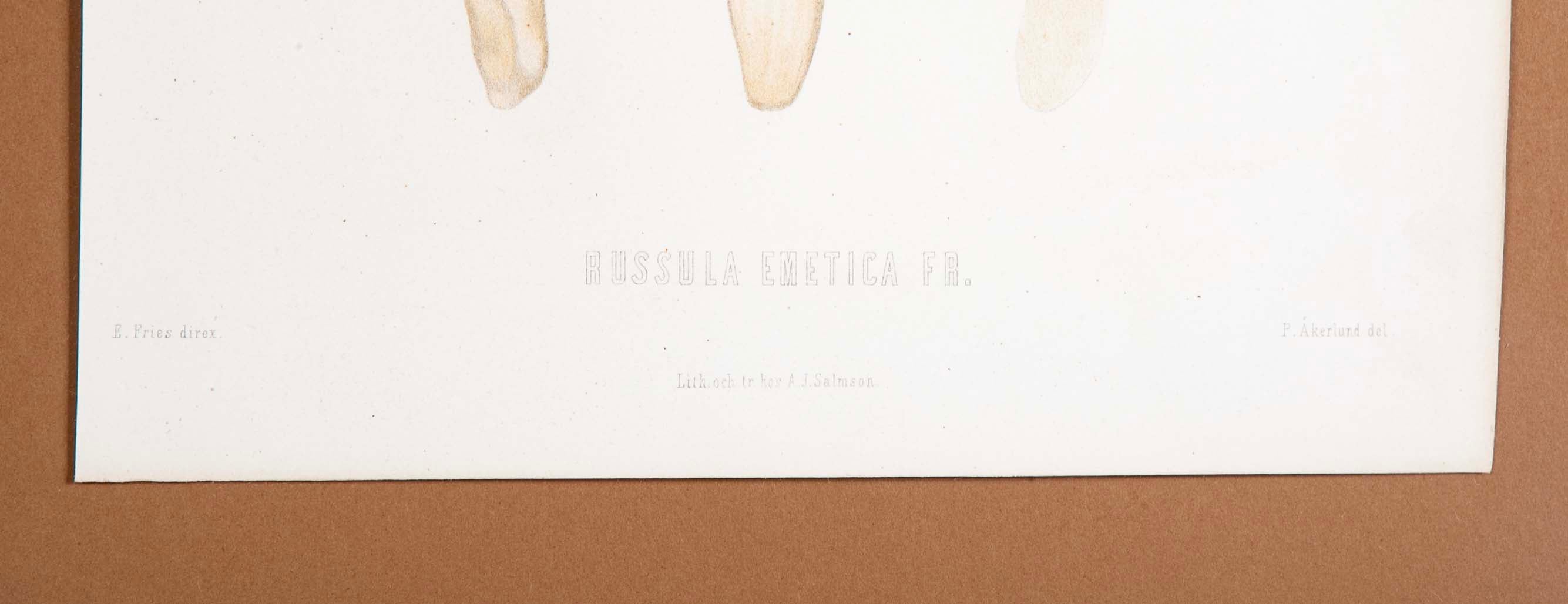 10 Chromolithograph Plates of Fungi by Swedish Botanist Elias Magnus Fries - Priced Individually at $950 EACH