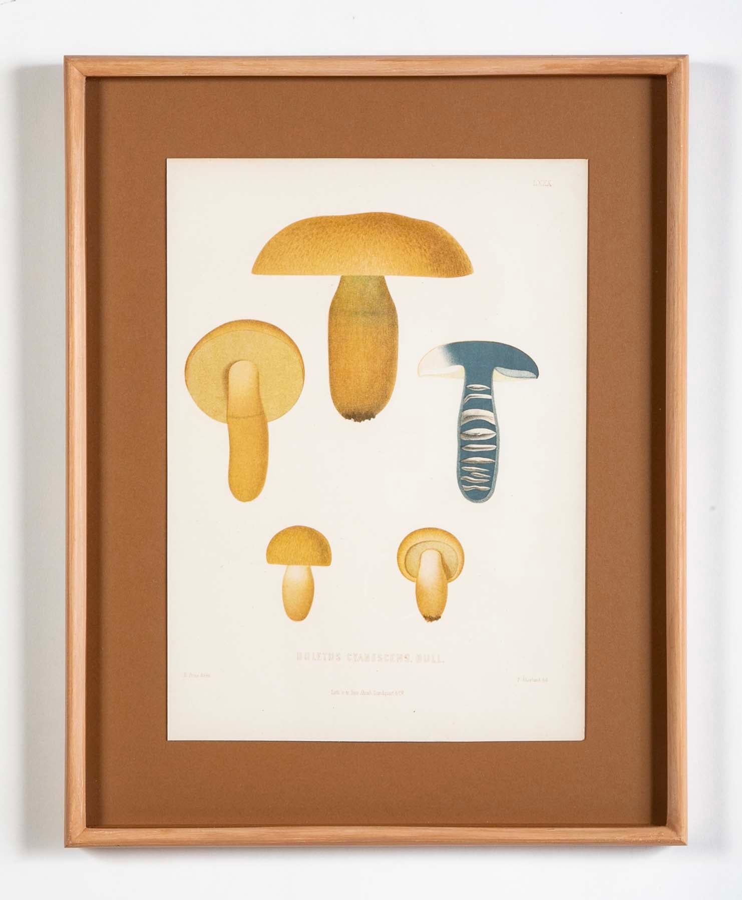 10 Chromolithograph Plates of Fungi by Swedish Botanist Elias Magnus Fries - Priced Individually at $950 EACH