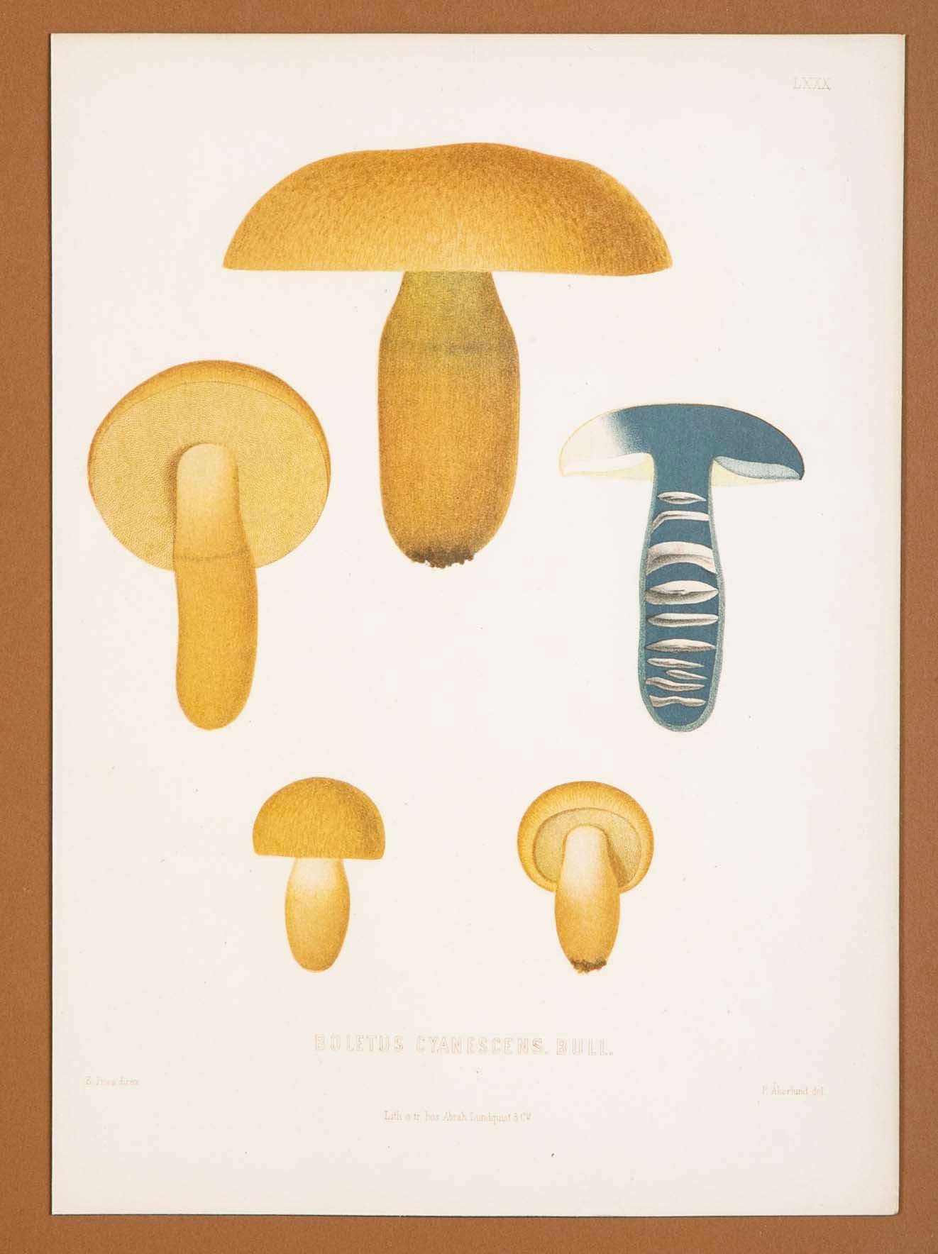 10 Chromolithograph Plates of Fungi by Swedish Botanist Elias Magnus Fries - Priced Individually at $950 EACH