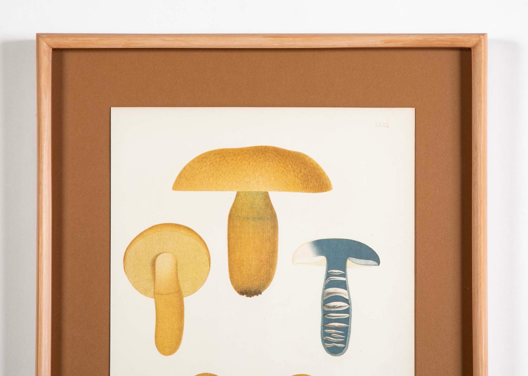10 Chromolithograph Plates of Fungi by Swedish Botanist Elias Magnus Fries - Priced Individually at $950 EACH