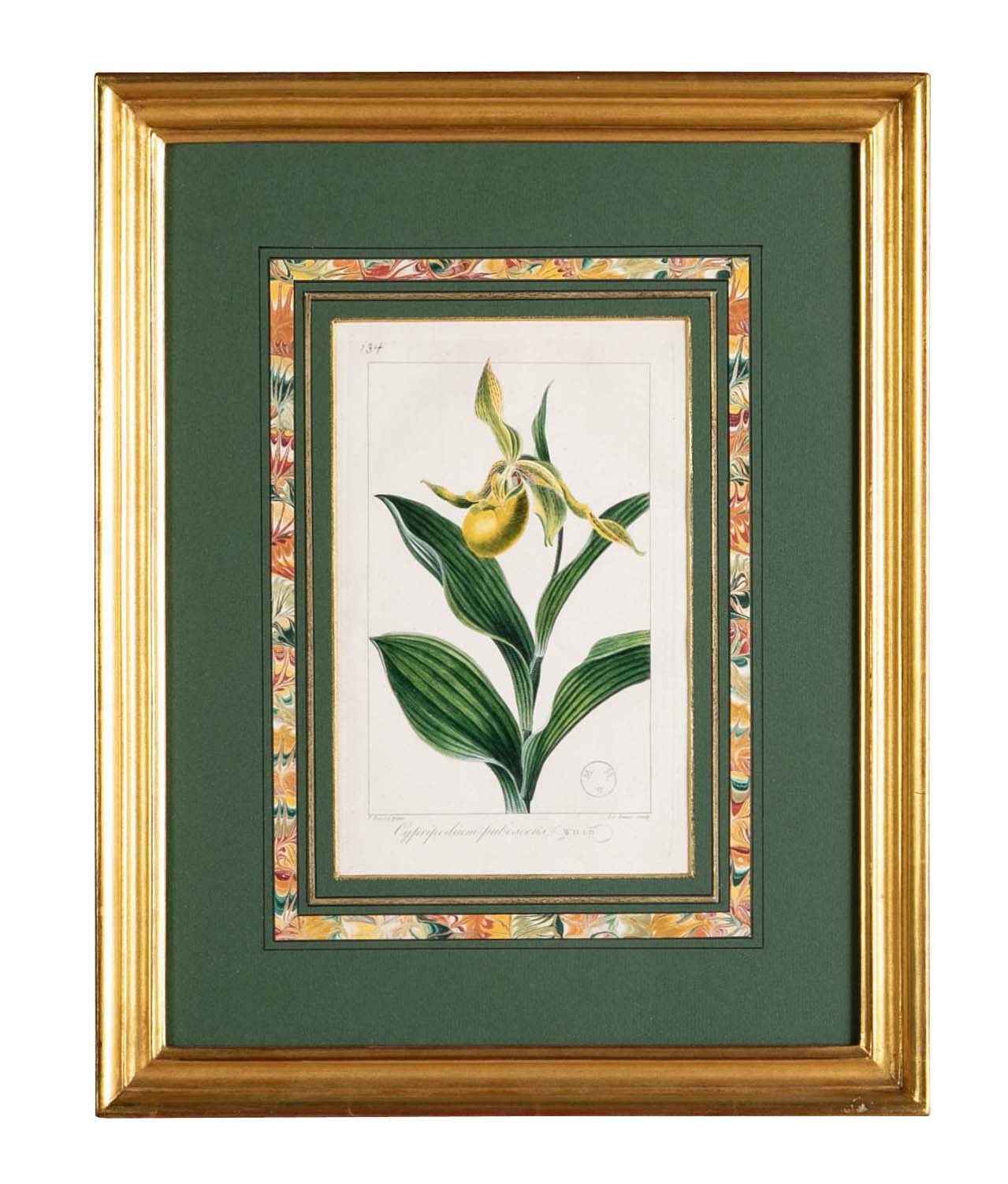Botanical Print of a Flower by French Naturalist Painter Pancrace Bessa ( 1772 - 1846 )