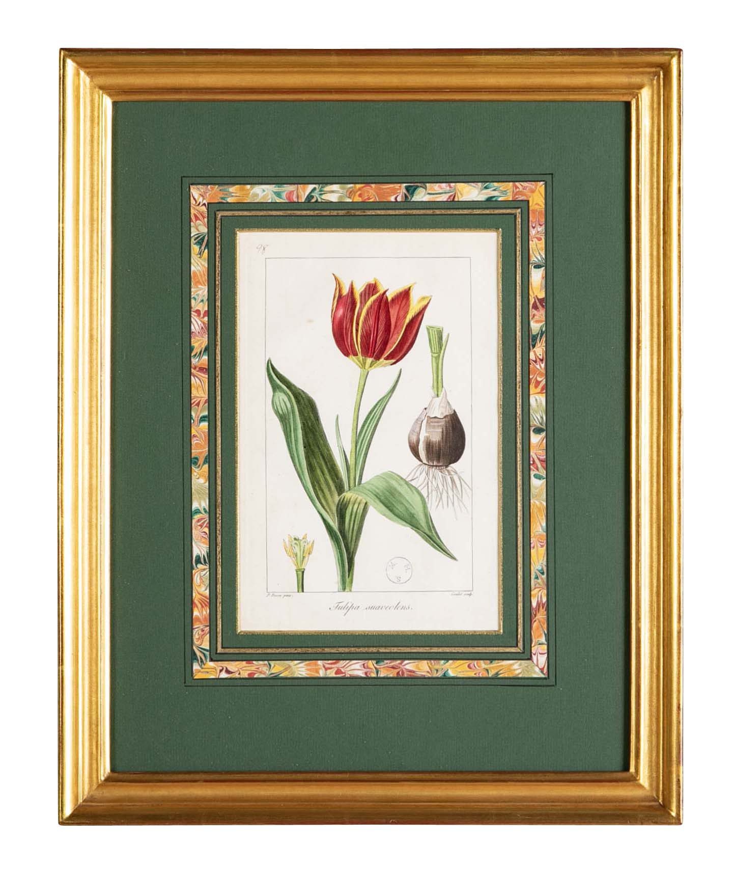 Botanical Print of a Flower by French Naturalist Painter Pancrace Bessa ( 1772 - 1846 )