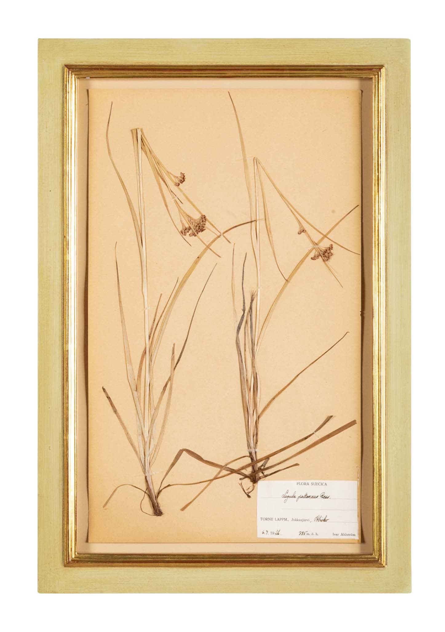 "A Collection of Dried British Grass Specimens" by W. Curtis & W. Salisbury